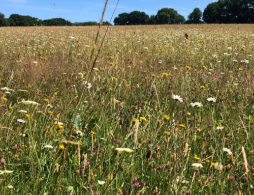 Natural Capital Markets – England